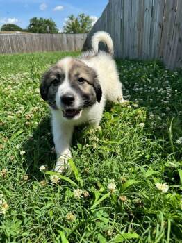 Chrysanthemum -  Great Pyrenees Dog Available for Adoption in Taycheedah, Wisconsin - Chrysanthemum | PetCurious