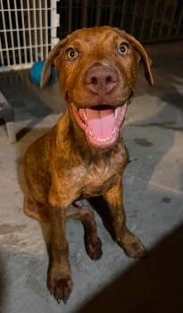 Calzone -  Vizsla and Labrador Retriever Dog for Adoption in Phoenix, Arizona - Calzone | PetCurious