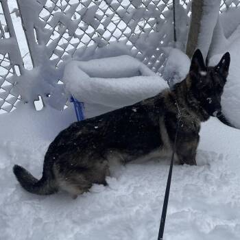 German Shepherd Dog Dogs Available for Adoption in Philadelphia, Pennsylvania - Nyla | PetCurious
