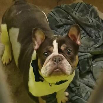 Cedric -  French Bulldog Dog for Adoption in Spokane, Washington - Cedric | PetCurious