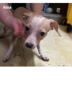 Alea -  Mixed Breed Dog for Adoption in Munster, Indiana - Alea | PetCurious
