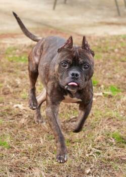 McCoy 60543 -  Pit Bull Terrier and Mixed Breed Dog for Adoption in Aiken, South Carolina - McCoy 60543 | PetCurious