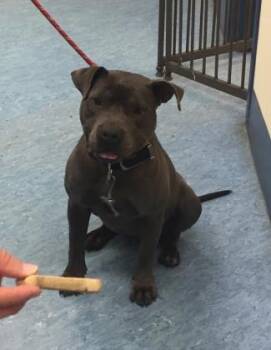 Lexi -  Mixed Breed Dog for Adoption in Charleston, South Carolina - Lexi | PetCurious