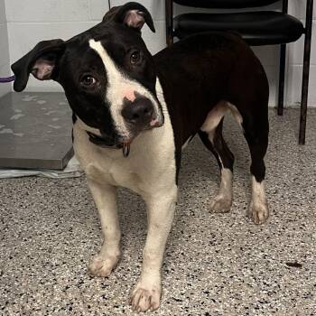 American Staffordshire Terrier and Mixed Breed Dogs Available for Adoption in Hattiesburg, Mississippi - Jelly Filled Donut | PetCurious