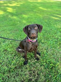 Spring -  Chocolate Labrador Retriever and Mixed Breed Dog for Adoption in Aiken, South Carolina - Spring | PetCurious