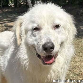 Great Pyrenees Dogs Available for Adoption in Beacon, New York - Baymax In GA - Adores Attention! | PetCurious