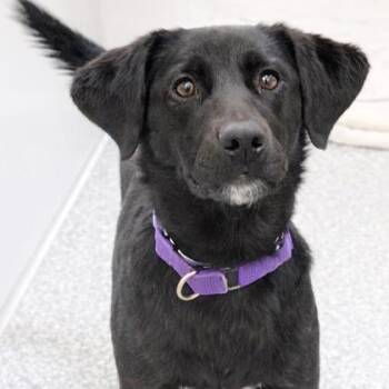 Labrador Retriever and Mixed Breed Dogs Available for Adoption - Mary | PetCurious