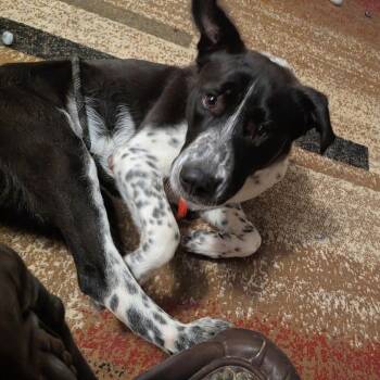 Tux -  Pointer and Mixed Breed Dog for Adoption in Chattanooga, Tennessee - Tux | PetCurious