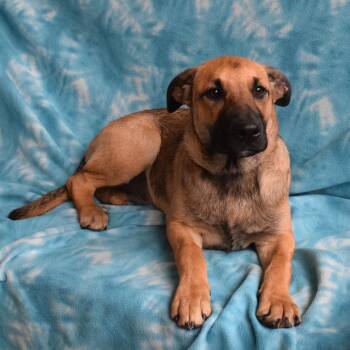 Denali -  Labrador Retriever and Border Collie Dog for Adoption in Eureka, California - Denali | PetCurious