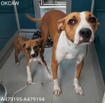 A479194 -  American Staffordshire Terrier and Mixed Breed Dog for Adoption in Oklahoma City, Oklahoma - A479194 | PetCurious