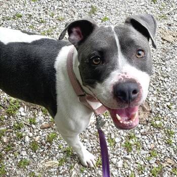 Ti-tis -  Pit Bull Terrier Dog for Adoption in Pittsford, Vermont - Ti-tis | PetCurious