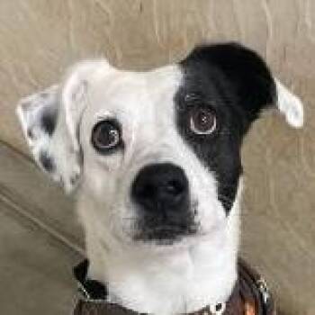 Rescue Border Collie Dogs for Adoption in Auburn, Nebraska - Cesar | PetCurious