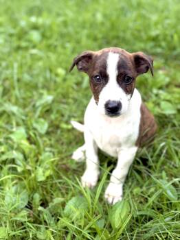 Hanson -  Chihuahua and Terrier Dog for Adoption in Gradyville, Kentucky - Hanson | PetCurious