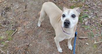 Mixed Breed Dogs Available for Adoption in Osseo, Michigan - Maggie | PetCurious
