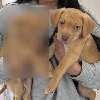 Mixed Breed Dogs Available for Adoption in Fredericksburg, Virginia - Fossoway | PetCurious