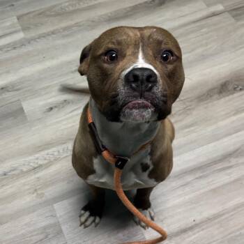 Terrier and Mixed Breed Dogs Available for Adoption - Clarke | PetCurious