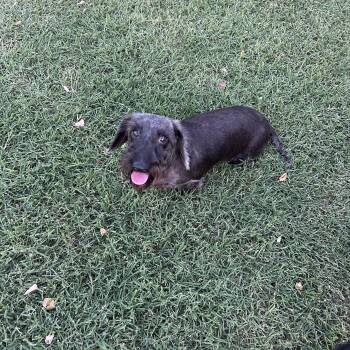 Evie -  Wirehaired Dachshund Dog for Adoption in Chickasha, Oklahoma - Evie | PetCurious