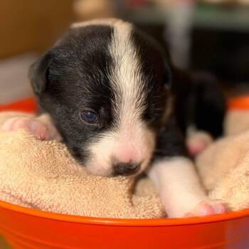 Bear -  Terrier and Mixed Breed Dog for Adoption in Phoenix, Arizona - Bear | PetCurious