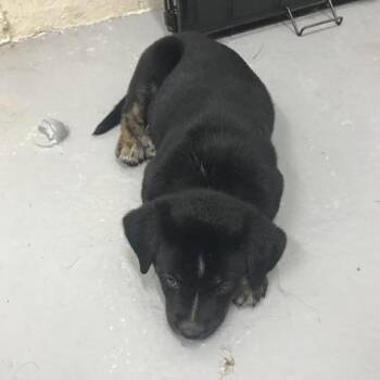 Jack *available at off-site adoption event 8/27 -  Mixed Breed Dog for Adoption in Briarcliff Manor, New York - Jack *available At Off-site Adoption Event 8/27 | PetCurious