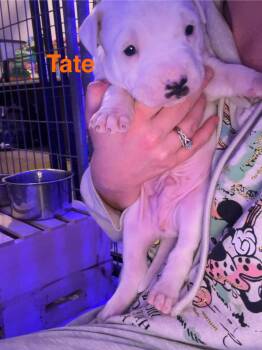 Rescue Pit Bull Terrier Dogs for Adoption in Belleville, Michigan - Tate | PetCurious