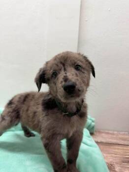 Shepherd and Mixed Breed Dogs Available for Adoption - Dio | PetCurious