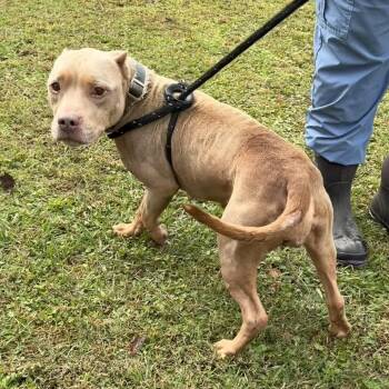 Beauty -  Pit Bull Terrier Dog for Adoption in Newport, North Carolina - Beauty | PetCurious