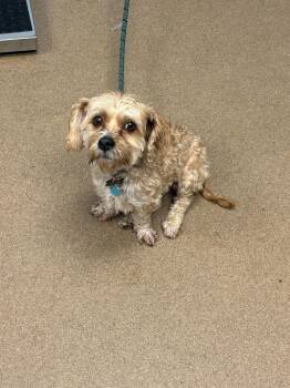 Terrier Dogs Available for Adoption - Cory Cornelius | PetCurious