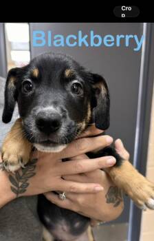 Blackberry -  Hound Dog for Adoption in Seaside Heights, New Jersey - Blackberry | PetCurious