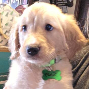Golden Retriever and Poodle Dogs Available for Adoption in Goltry, Oklahoma - 1g Jojo | PetCurious
