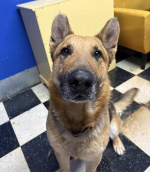 Koma -  German Shepherd Dog Dog Available for Adoption in Chicago, Illinois - Koma | PetCurious
