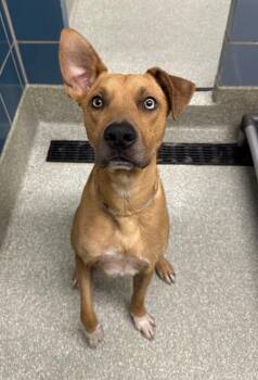 Rescue Hound and Great Dane Dogs for Adoption in Houston, Texas - Nico | PetCurious