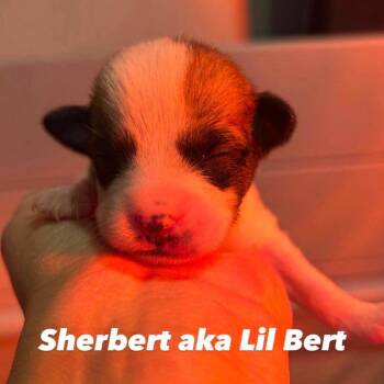 Sherbert -  Mixed Breed Dog for Adoption in Jarrettsville, Maryland - Sherbert | PetCurious