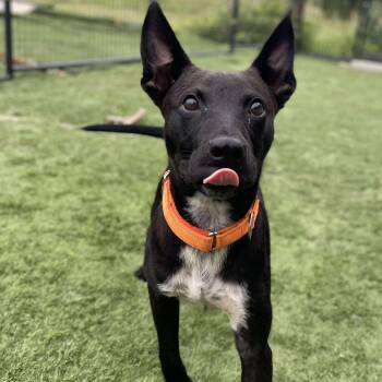 Rescue Black Labrador Retriever and Australian Cattle Dog Blue Heeler Dogs for Adoption in Center Point, Texas - Danny | PetCurious