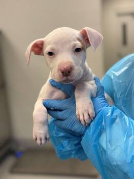 Cloud -  Pit Bull Terrier and Mixed Breed Dog for Adoption in Chillicothe, Ohio - Cloud | PetCurious