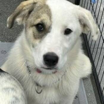 Great Pyrenees Dogs Available for Adoption in Norco, California - TWINKLE | PetCurious