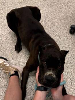 Mixed Breed Dogs Available for Adoption in Kansas City, Missouri - Truce | PetCurious
