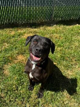 Black Labrador Retriever Dogs Available for Adoption - Stan | PetCurious