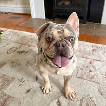 Rolex -  French Bulldog Dog Available for Adoption in Huber Heights, Ohio - Rolex | PetCurious