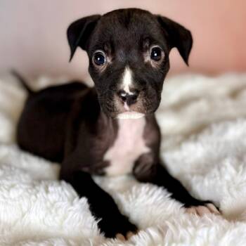 Rescue Pit Bull Terrier Dogs for Adoption in Wichita, Kansas - Lightning | PetCurious
