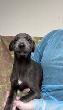 Kat -  Terrier and Mixed Breed Dog for Adoption in San Antonio, Texas - Kat | PetCurious