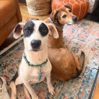 Sunshine -  Mixed Breed Dog for Adoption in Chicago, Illinois - Sunshine | PetCurious