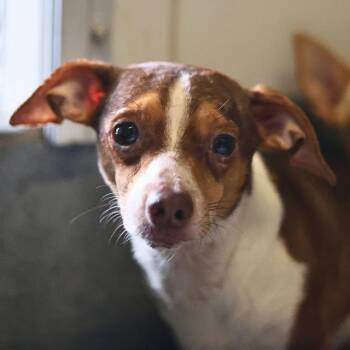 SHAGGY -  Chihuahua Dog for Adoption in San Antonio, Texas - SHAGGY | PetCurious