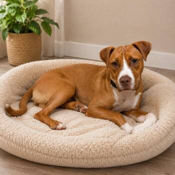 Zuri -  American Bulldog and Mixed Breed Dog for Adoption in Houston, Texas - Zuri | PetCurious