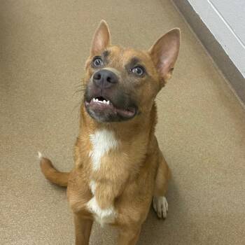 Lilly -  Shepherd and Mixed Breed Dog for Adoption in Corpus Christi, Texas - Lilly | PetCurious