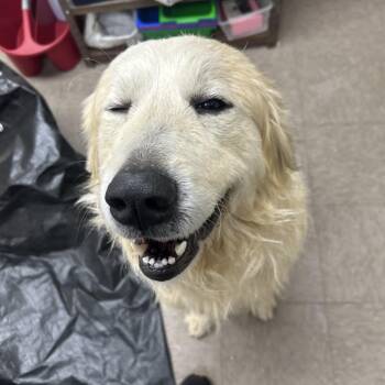 Great Pyrenees Dogs Available for Adoption in Birmingham, Alabama - Roberto | PetCurious