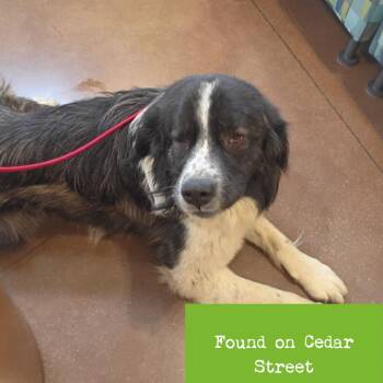 Monty -  Mixed Breed Dog for Adoption in Lynchburg, Virginia - Monty | PetCurious