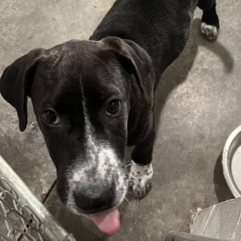 Hound Dogs Available for Adoption in Richmond Hill, Georgia - Betty | PetCurious