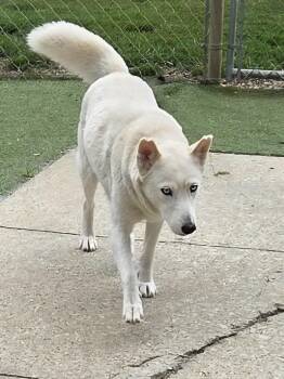 Grace -  Husky Dog for Adoption in Radcliff, Kentucky - Grace | PetCurious