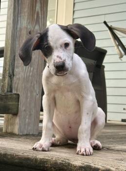 Melanie Houndilton -  American Foxhound Dog for Adoption in New Orleans, Louisiana - Melanie Houndilton | PetCurious