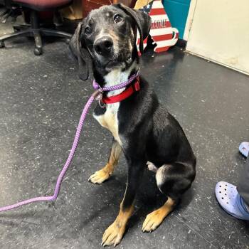 Comet -  Beagle and German Shepherd Dog Dog for Adoption in Fairmont, West Virginia - Comet | PetCurious